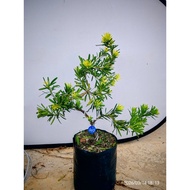 造型黄金钻罗汉松Gold Diamond podocarpus Bonsai Plant