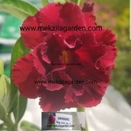 Adenium obesum thailand beyeh