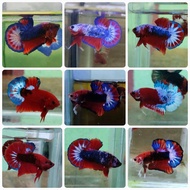 RBG (🔥 READYSTOCK / NO REQUEST 🔥) IKAN LAGA BETTA FISH MALE FEMALE HELLBOY / FANCY REDBASE / FANCY O