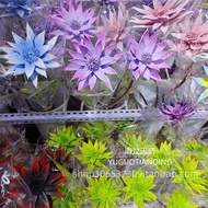 Wood Lotus Preserved Flower Dried Flower Lotus Home Soft Decoration Flower Arrangement Buddhist Hand