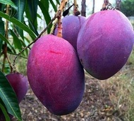 Anak Pokok Mangga Irwin 100% Hybrid (Purple Manggo)