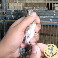 Anis Merah Trotolan Ring Peternak | Jantan