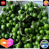 buah leunca segar 1kg