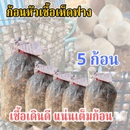 ก้อนเชื้อเห็ดฟาง เชื้อเดินแน่น เส้นใยเดินดี ดอกใหญ่ ออกเยอะ 5 ก้อน พร้อมปลูก