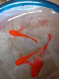 Sepasang Guppy Albino koi red ear