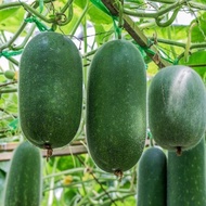 8 Biji Benih -Mini Winter Melon mini kundur小冬瓜种子