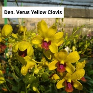 anggrek dendrobium verus yellow clovis pra dewasa import