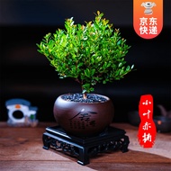 开时果 小叶赤楠盆景摆件 办公室桌面绿植花卉好养盆栽植物源头直发包邮 赤楠（舍得紫砂盆+黑石+底座）
