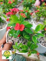 Euphorbia Milii or Crown of Thorns with FREE plastic pot and garden soil (Semi Indoor Plant Real Pla