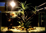 Combo 1-5 nhánh lá dứa thuỷ sinh (cao 15-20cm) không cần phân nền đất nền