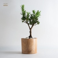 Pot of Tung LA HAN BONSAI plant | Size L (bonsai tree, ornamental tree, office tree, desk tree...)