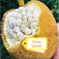 Pokok Tarap Original Sabah