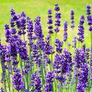 Biji Bunga - Bunga Lavender | Flower Seed - Lavender | 花种子 - 薰衣草