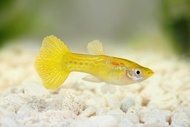 Guppy Gold + Dragon Blue/Green ( 2 Male+2 Female )