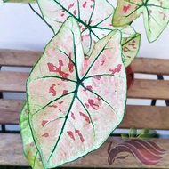 [Live Plant] Caladium Strawberry Star by LS Group