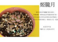 心栽花坊-姬朧月(3吋)(多肉植物)售價40特價35