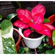 ┋Aglaonema Varieties, will be ship with pot and a little soil