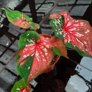 🔥CALADIUM RED CLOWN🔥HOT ITEM &amp; RARE🔥