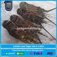 Lobster Laut Segar Jumbo 1 kg isi 4-6 ekor