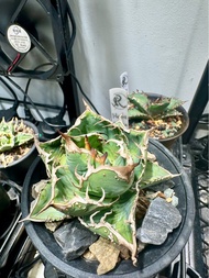 高質追星芽出售（服盆）💫龍舌蘭 🌈 美杜莎（惡魔君），白犀牛，追星，金蟾，暴牙錦，狼人錦，立可白錦，白豪刺，白鯨黃覆輪錦，黑帝斯，綠幽靈，還有金剛（紅獅）芽  魔丸芽  蓝鲸黄覆輪錦芽 蓝鲸白覆輪錦芽