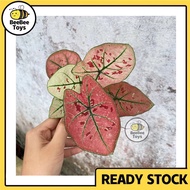 BEEBEETOYS keladi murah caladium Strawberry Star keladi Cat Tumpah Red Beret alocasia Mickey Mouse Keladi Viral