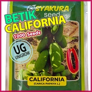 (1000 Biji) Betik California Carica Papaya Benih Syakura / Papaya Seeds 加州一尺木瓜种子