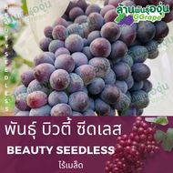 กิ่งพันธุ์องุ่น พันธุ์บิวตี้ ซีดเลส (Beauty Seedless) ไร้เมล็ด