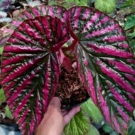 Miliki Begonia Rex Walet Tanaman Hias Indoor Pohon Begonia Rex Walet