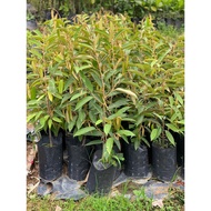 【Live Plant】Pokok durian 88/88榴莲果苗树 1.5ft~2ft