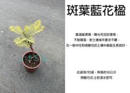 心栽花坊-斑葉藍花楹/斑葉藍花盈/7吋/嫁接苗/期間限定/綠化植物/綠籬植物/開花植物/售價1500特價1200
