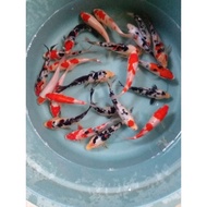 bibit ikan koi semi blitar 14-16cm