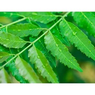[50G] Neem Leaves @ Daun Semambu / Mambu