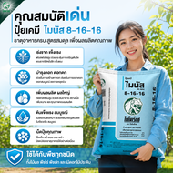 ปุ๋ยบำรุงดอก บำรุงผล ไมนัส 8-16-16 ตราไดโนเร็กซ์ 50 กก. ปุ๋ยเคมี NPK สะสมอาหารเตรียมดอก เร่งดอก ดอกด