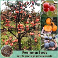 30เมล็ด/ห่อ เมล็ดพันธุ์ลูกพลับ Persimmon Seed Fruit Seeds for Planting Plants เมล็ดพันธุ์ผลไม้ เมล็ดบอนสี พันธุ์ไม้ผล ต้นบอนสี ต้นไม้กินผล ต้นผลไม้ บอนไซ ต้นไม้ ต้นไม้มงคล ต้นพันธุ์ผลไม้ ต้นไม้จริง ต้นบอนไซ ต้นไม้แคระ เมล็ดพันธุ์พืช ปลูกง่ายปลูกได้ทั่วไทย