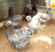 Ayam brahma park blue anakan usia 2 bulan real foto & video indukannya