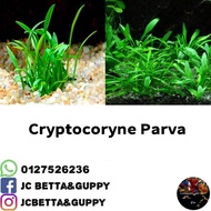 aquascape plant- cryptocoryne parva