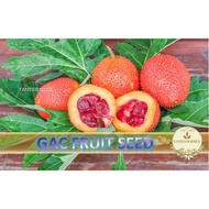 10pcs Seed Gac Fruit Momordica Biji Benih Pokok Buah Gac 木鳖果种子