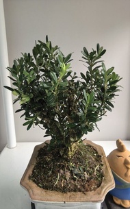 小樹黃楊盆栽