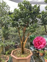 【盛宏茶花】茶花品種︱嫁接大型庭園茶花樹︱3呎6吋盆︱越姿TAA029(樹高3米)