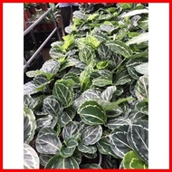 ✙ ✼ Green Beauty Calathea Live Plants with Soil and Pot