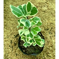 Ficus Triangularis Variegata (ESTABLISHED)