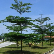 Pokok hiasan. Bucida. (POKOK DOA HIJAU)