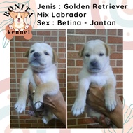 Anjing Golden Retriever Mix Labrador Anak Anjing Golden Labrador