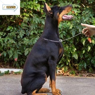 CAUSI Pet Pincher Chain Pet Show Collar Pet Training Supplies Metal Choke Snake Chain