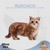 Kucing Munchkin -Greta Mae Evans