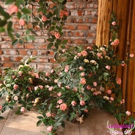 VALENTINE1 Artificial Rose Flower, 52cm DIY Artificial Flowers Plants, Fake Flowers silk flowers Creative Hanging wall Flower Arrangement Outdoor