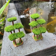 Mini Bonsai Aquascape & Aquarium