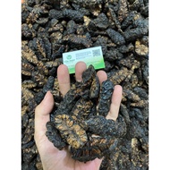 [Company Product] Dried noni fruit (fragrant, clean), Dried noni fruit