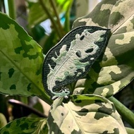 迷彩粗肋鼠刺繡徽章