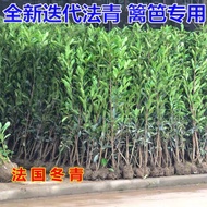 Pagar Dinding Tumbuh-tumbuhan Anak Pokok Hokkaido Jepun Anak Pokok Perancis Empat Musim Malar Hijau Halaman Rumah Pokok